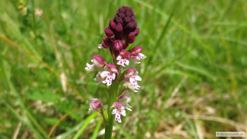 Brand-Knabenkraut (orchis ustulata)