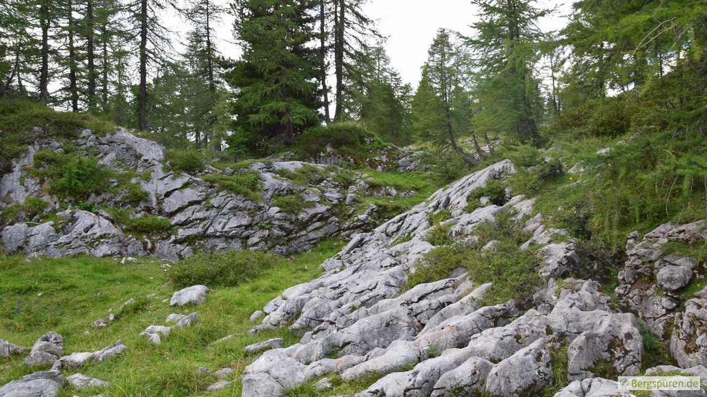Lichter Bergwald am Grünseetauern