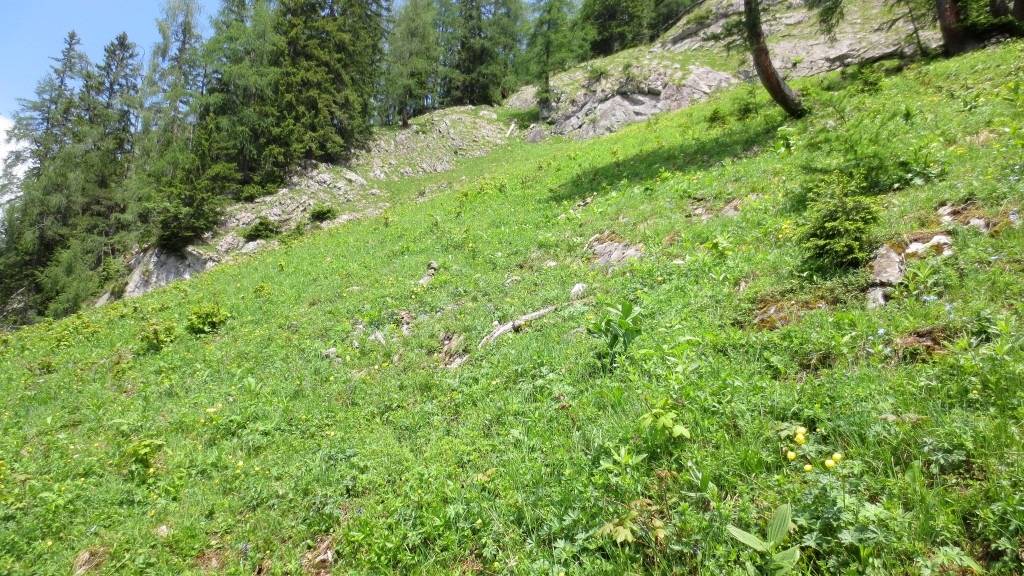 Steiler Grashang - Der Durchschlupf durch den Schrofenhang im Hintergrund erfolgt ziemlich genau in der Mitte